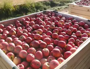 Apples