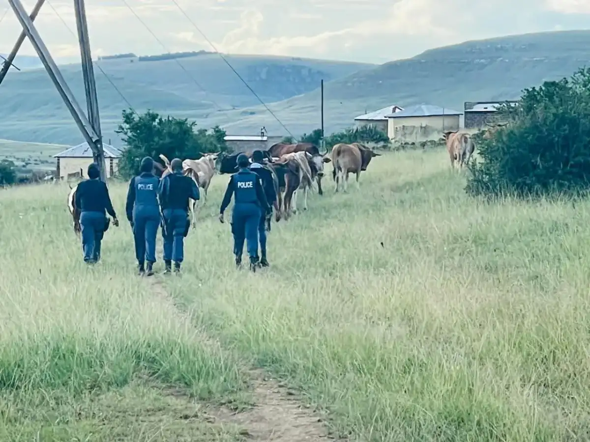 SAPS recovered stolen livestock and arrested the suspect in Qumbu,Eastern Cape