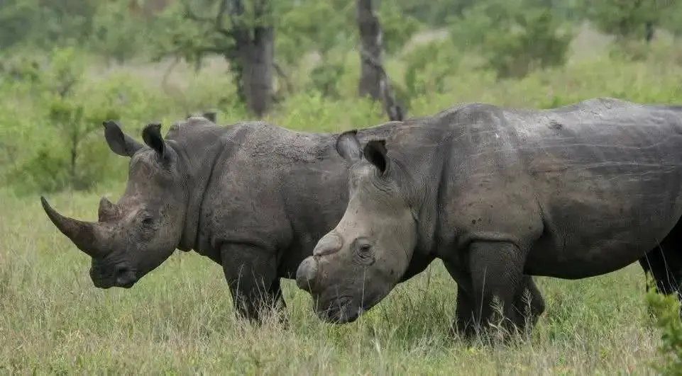 The family of rhinos in the South African park
