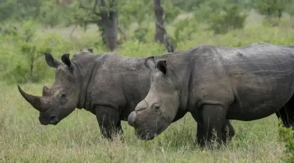 Mpumalanga rhino poaching syndicate dismantled: Congolese national convicted and R5.8 million in assets seized