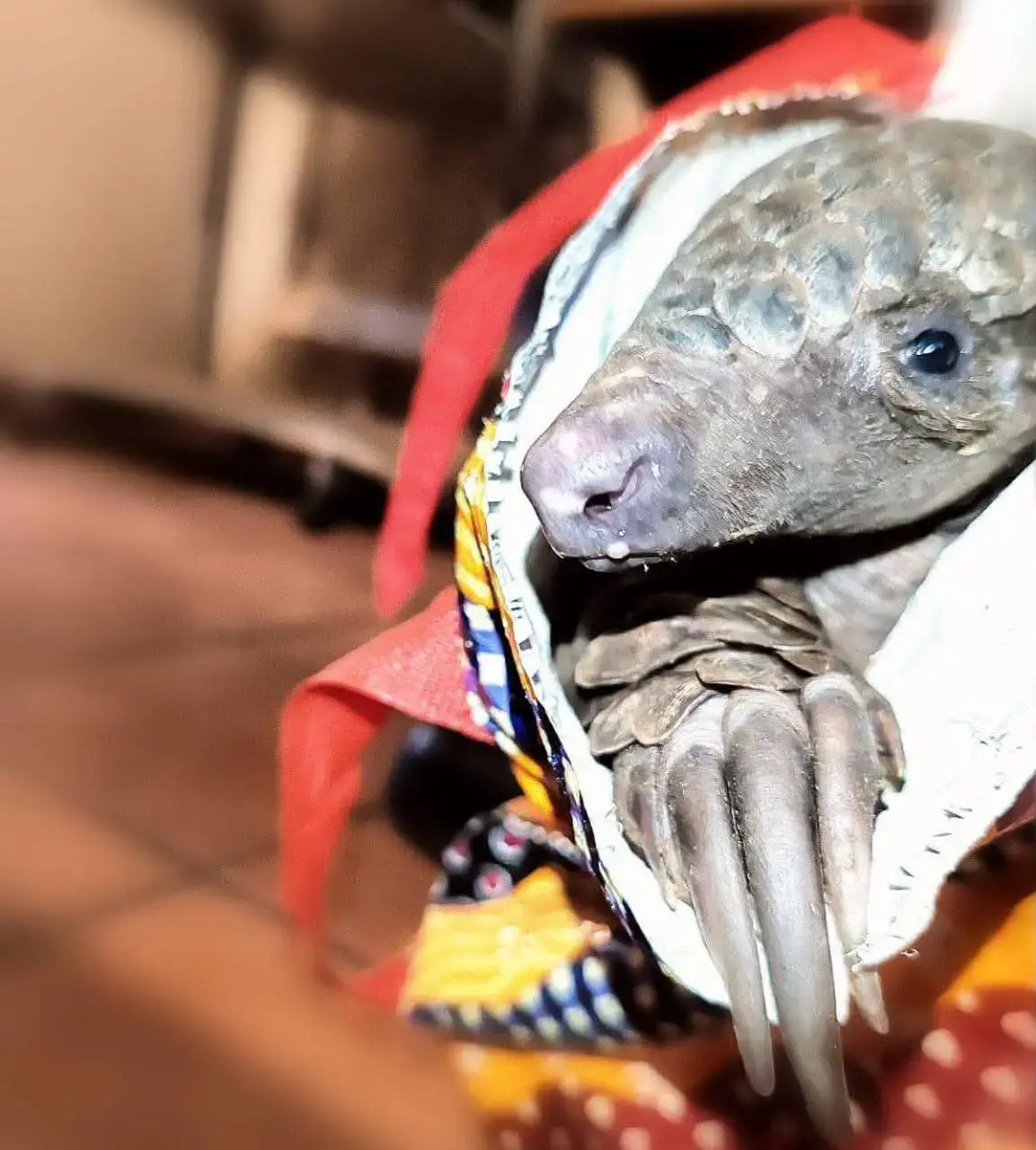 Botswana national remanded for possession of live pangolin after crossing into South Africa